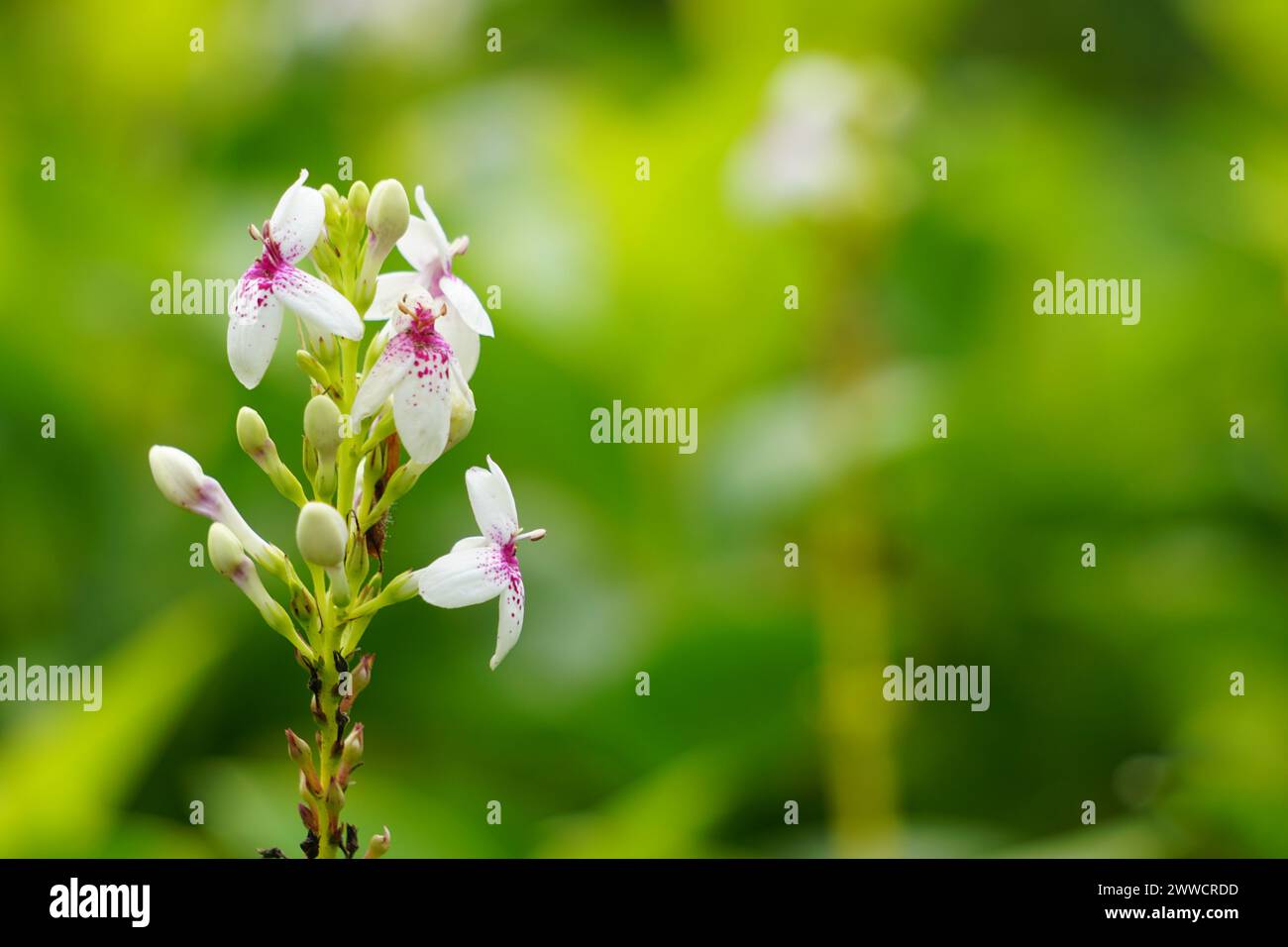 Pseuderanthemum reticulatum (japanischer Jasmin, melati jepang) mit natürlichem Hintergrund Stockfoto