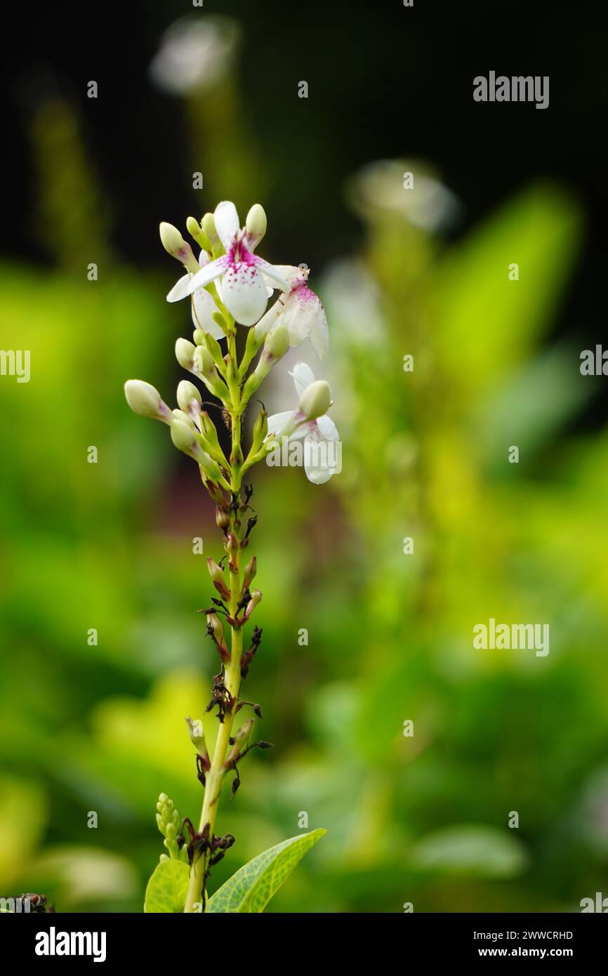 Pseuderanthemum reticulatum (japanischer Jasmin, melati jepang) mit natürlichem Hintergrund Stockfoto