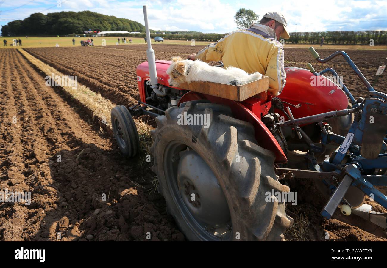 0709/13 Joey, ein zweijähriger Jack Russell, beobachtet den früheren Gewinner Richard Ingram, während er beim European Vintage Ploughi gerade Furchen pflügt Stockfoto