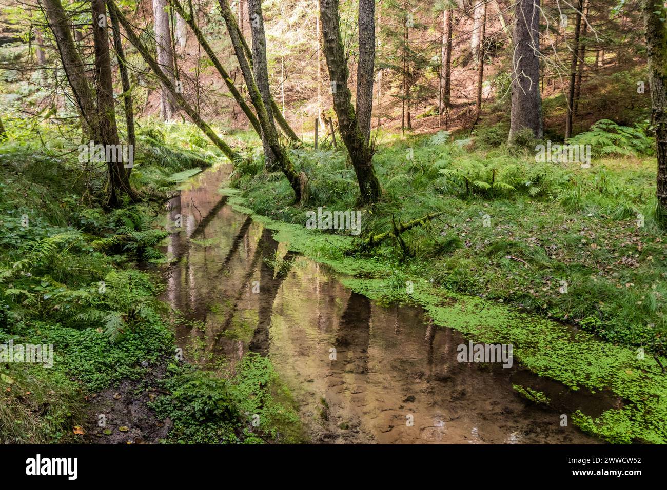 Jetrichovicka Bela Fluss im Nationalpark Tschechische Schweiz, Tschechische Republik Stockfoto