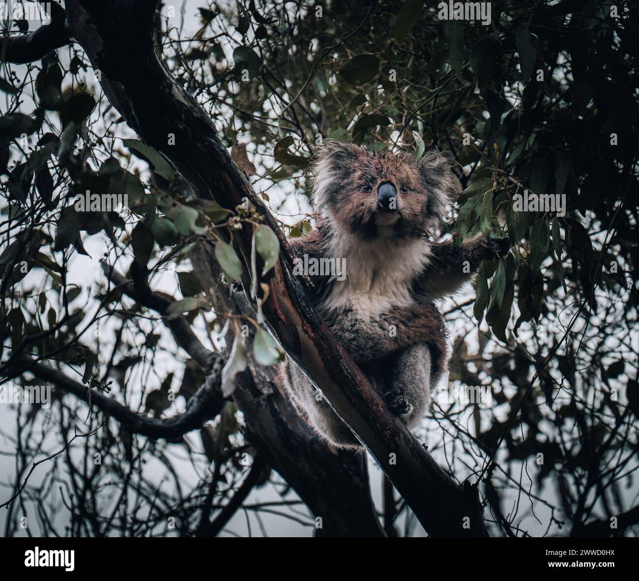 Koala in freier Wildbahn mit Kaugummi an der Great Ocean Road, Australien. Irgendwo in der Nähe des Kennet River. Victoria, Australien. Stockfoto