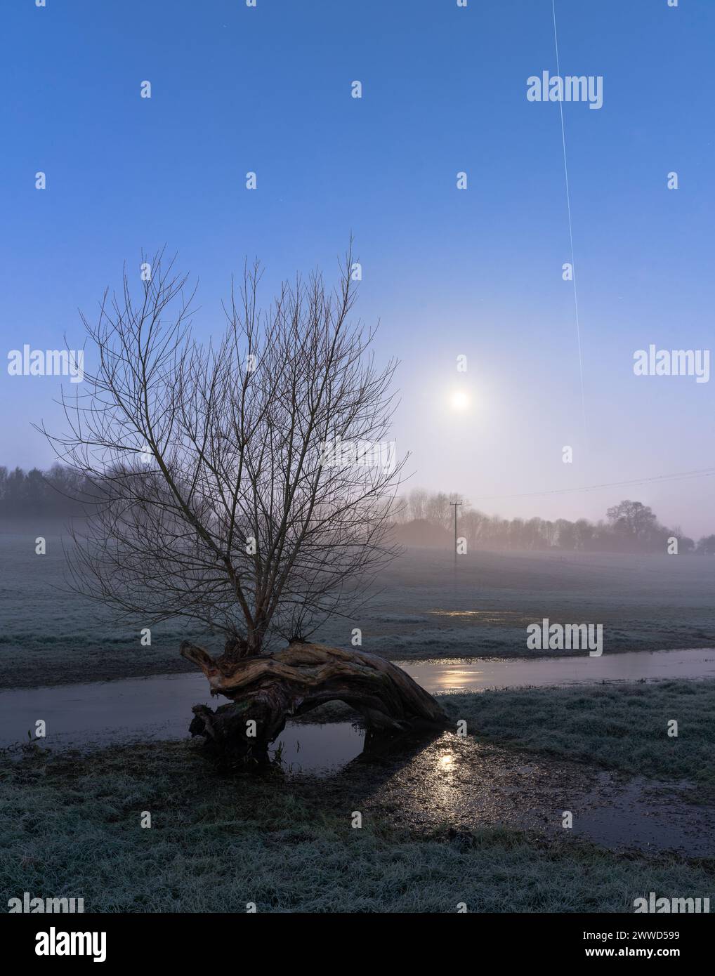 Alte bestäubte Weide unter Vollmond und die Internationale Raumstation Stockfoto