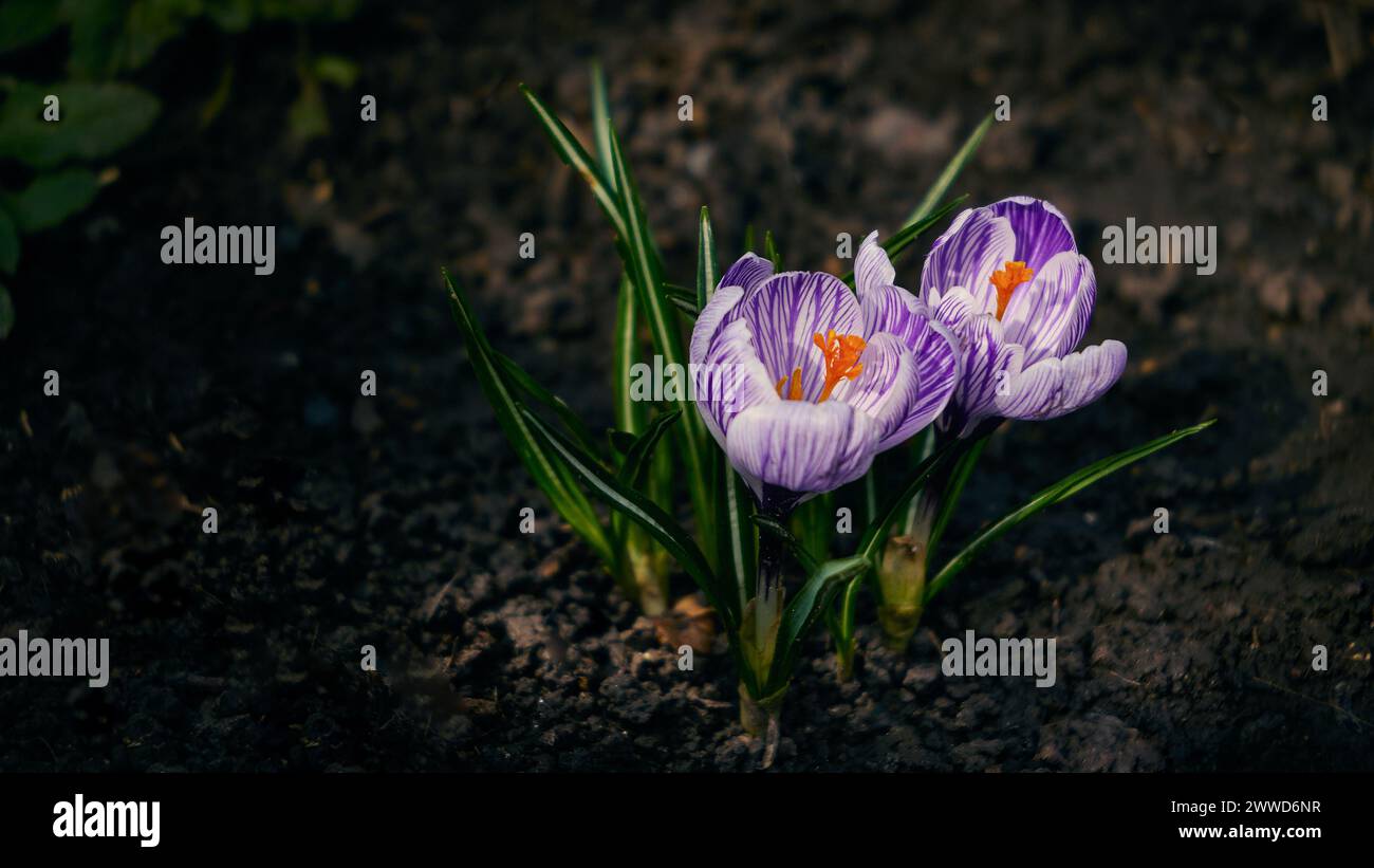 Flieder und weißer Krokus blühen im Frühjahr Stockfoto