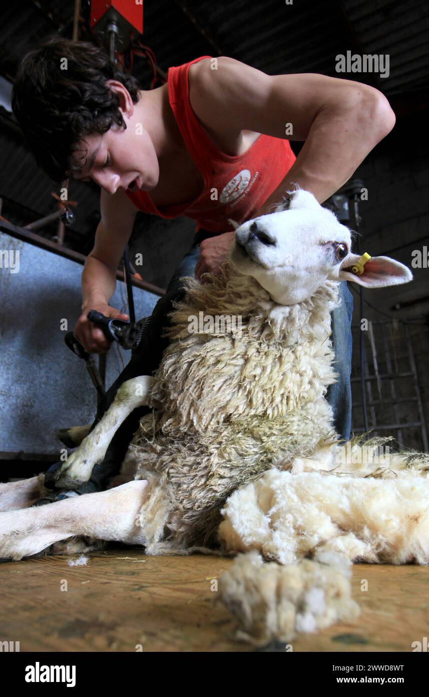 19/06/2012 ..Michael Turner, 17, schert ein Schaf...britische Bauern verdienen Geld mit Wool - zum ersten Mal seit dreißig Jahren... für Kopier- und Videoanrufe Stockfoto