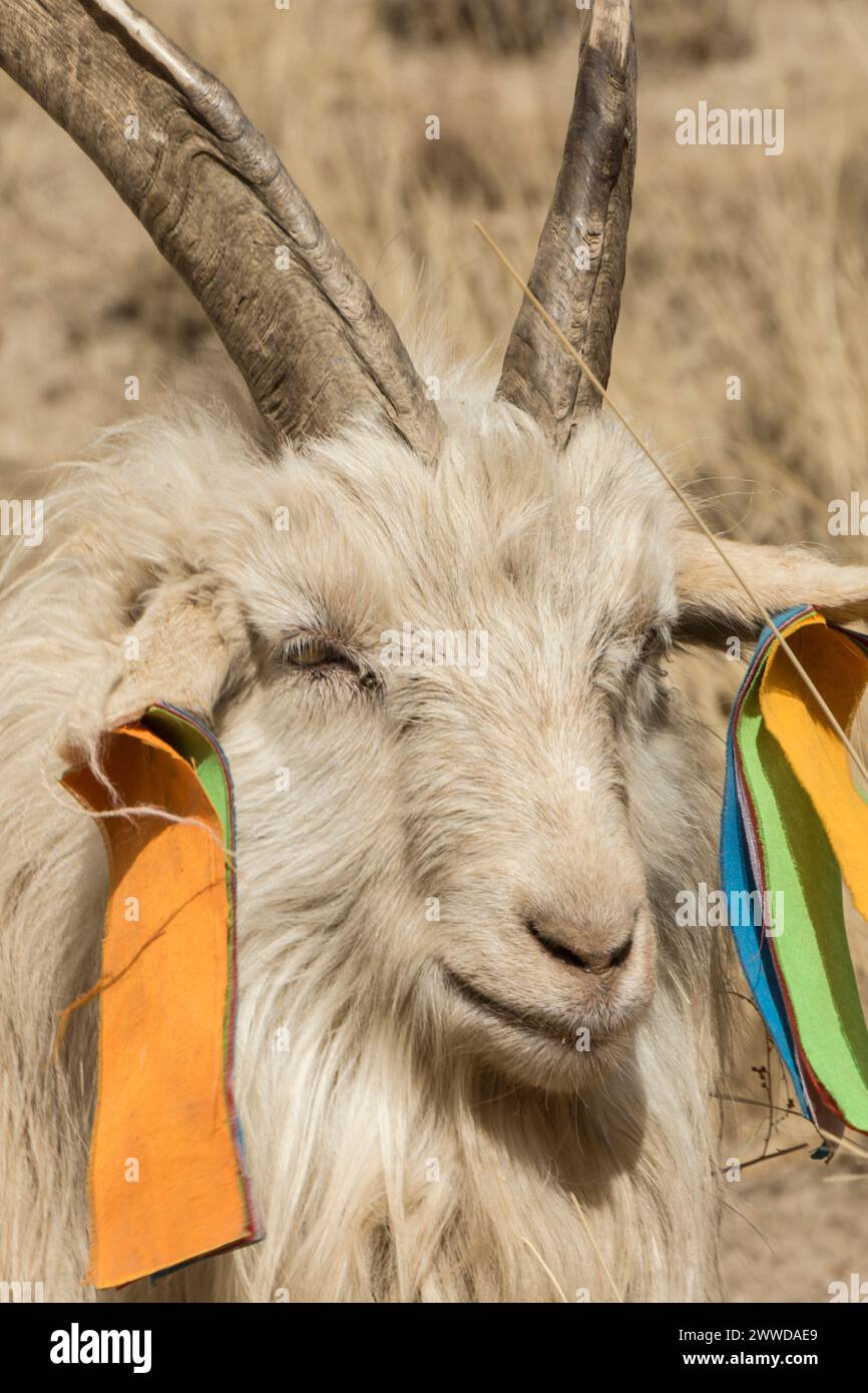 Heilige Ziege mit den 5 farbigen Elementen des tibetischen Buddhismus in den Ohren. Kloster Labrang, Xiahe County, China Stockfoto