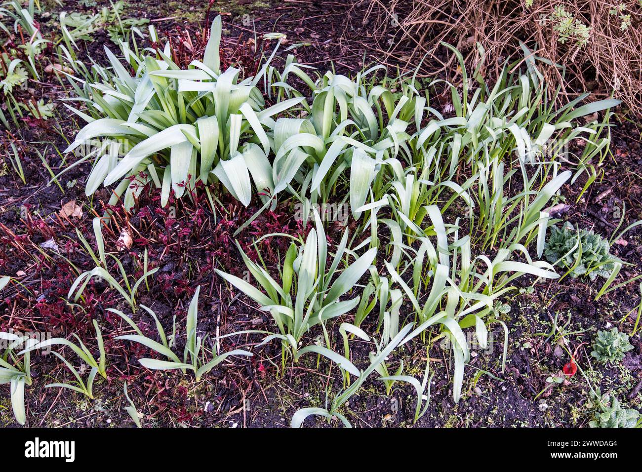 Eine große Zahl selbstgesetzter Verbündeter, die im frühen Wachstum Fortschritte machen, wobei reife Pflanzen in der Nähe in das Frühjahrswachstum kommen, Stockfoto