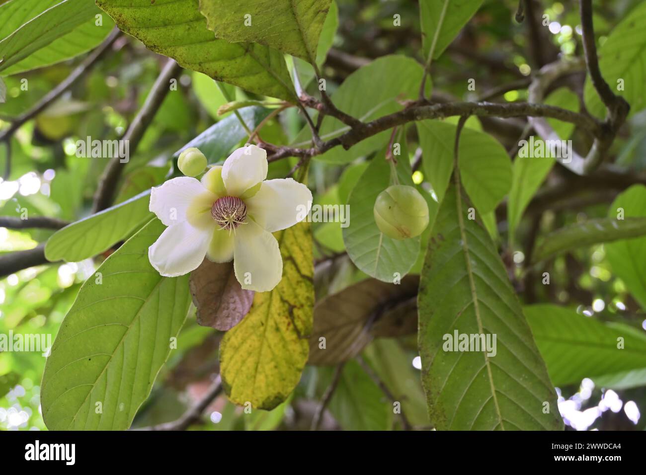 Ansicht einer nach unten gerichteten weißen Blume eines Dillenia-Baumes (Dillenia retusa). Dieser Baum ist endemisch in Sri Lanka und bekannt als Godapara-Baum Stockfoto