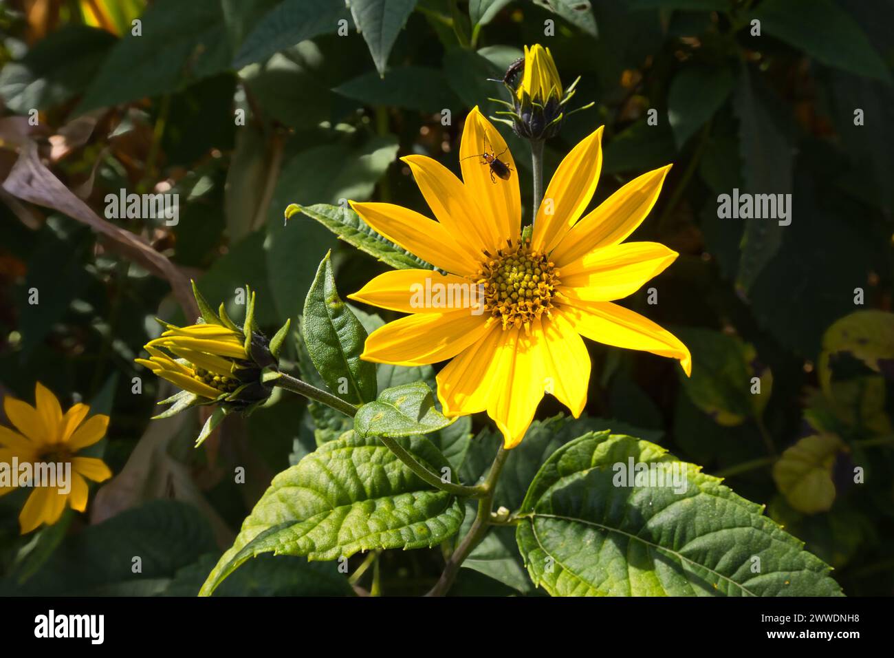 Topinambur, Helianthus tuberosus, ist eine in Zentralamerika heimische Sonnenblumenart, die als Wurzelgemüse verwendet wird. Stockfoto