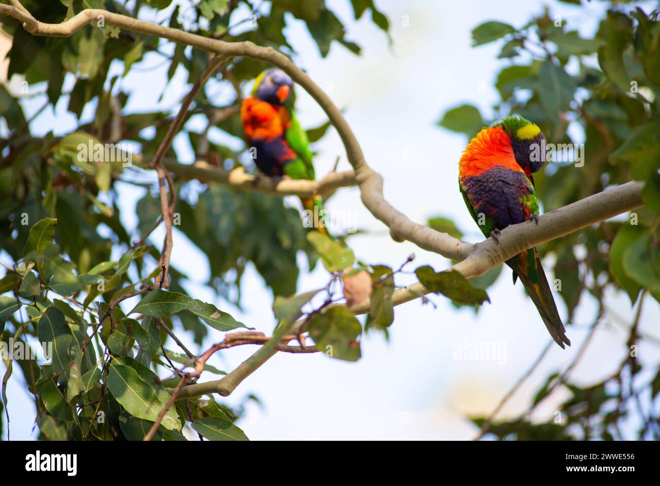 Zwei Rainbow Lorikeets in Einer Filiale, Brisbane, Queensland, Australien Stockfoto