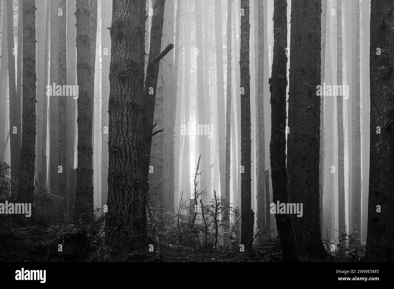 Schwarze und weiße Baumstämme verblassen in der Ferne durch den Thick Fog im Redwood National Park Stockfoto