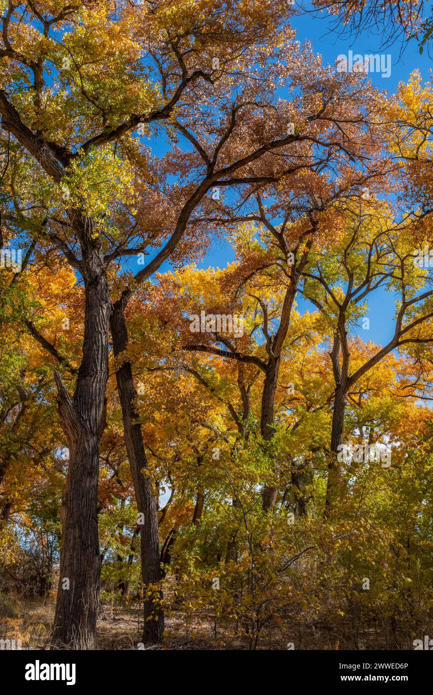 Flora entlang des Rio Grande Bosque durch Albuquerque, New Mexico Stockfoto