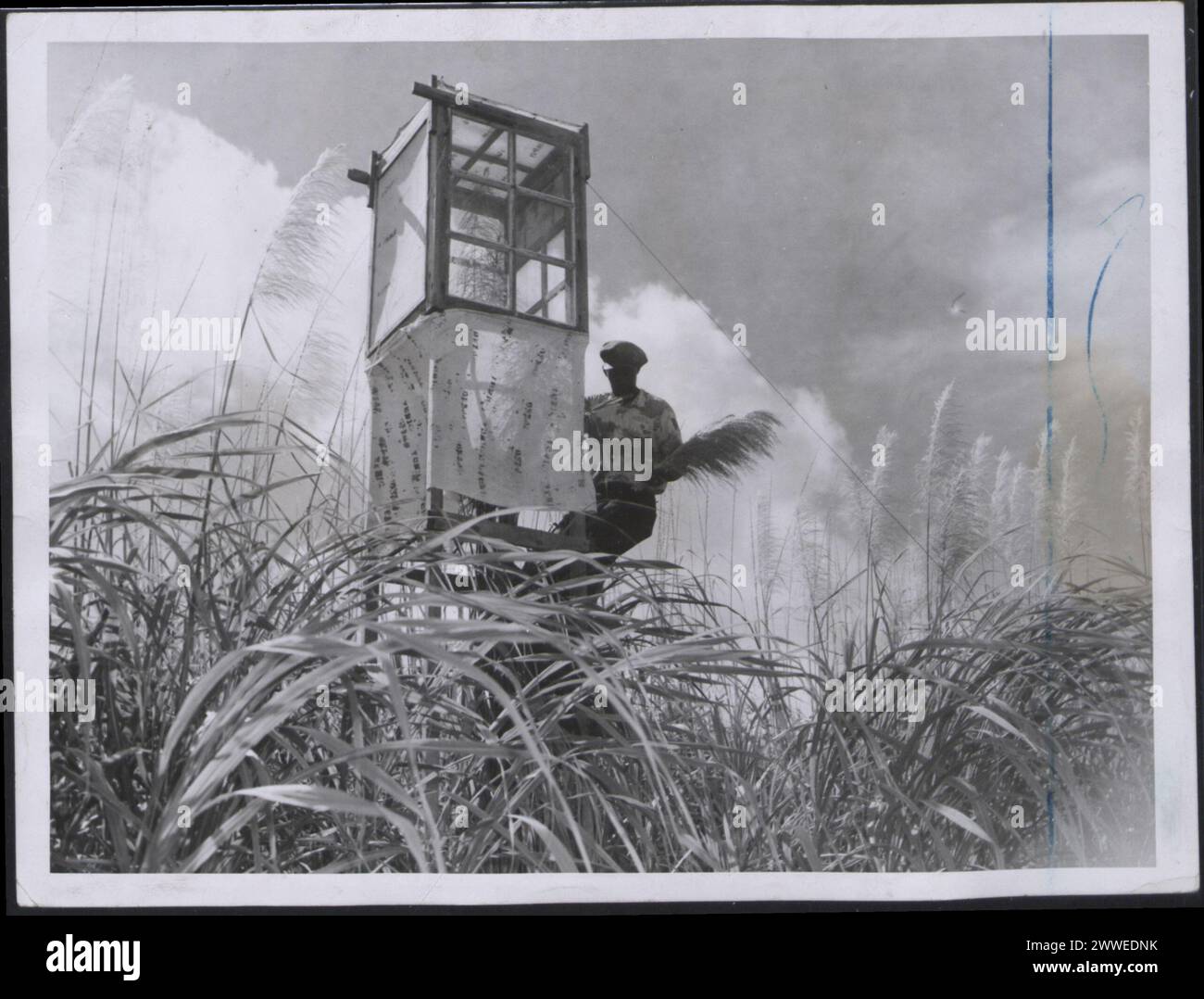 Eine Rohrpfeillaterne befindet sich auf einem Zuchtgebiet in Barbados, das im März 1955 als Teil der landwirtschaftlichen oder tierischen Bewirtschaftung genutzt wurde. Stockfoto