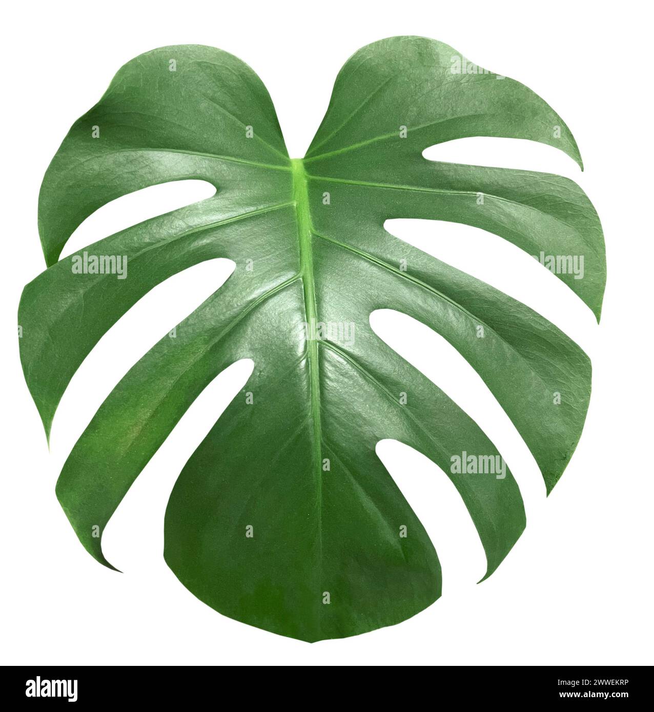 Palmblatt isoliert auf weißem Hintergrund. Beschneidungspfad. Stockfoto