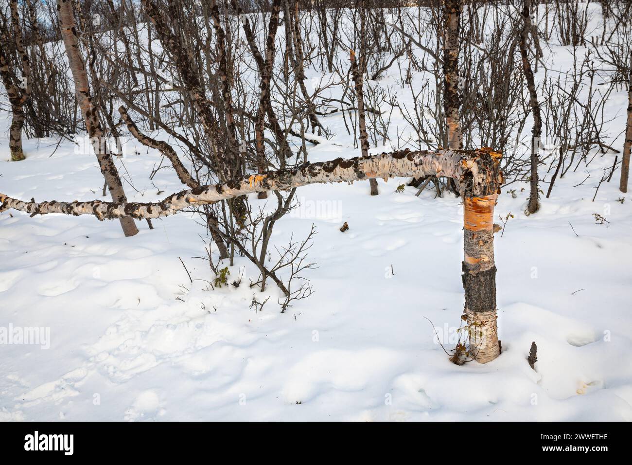 Im Winter wurde der Stamm einer Birke in einem verschneiten Wald in Nordschweden gerissen. Stockfoto