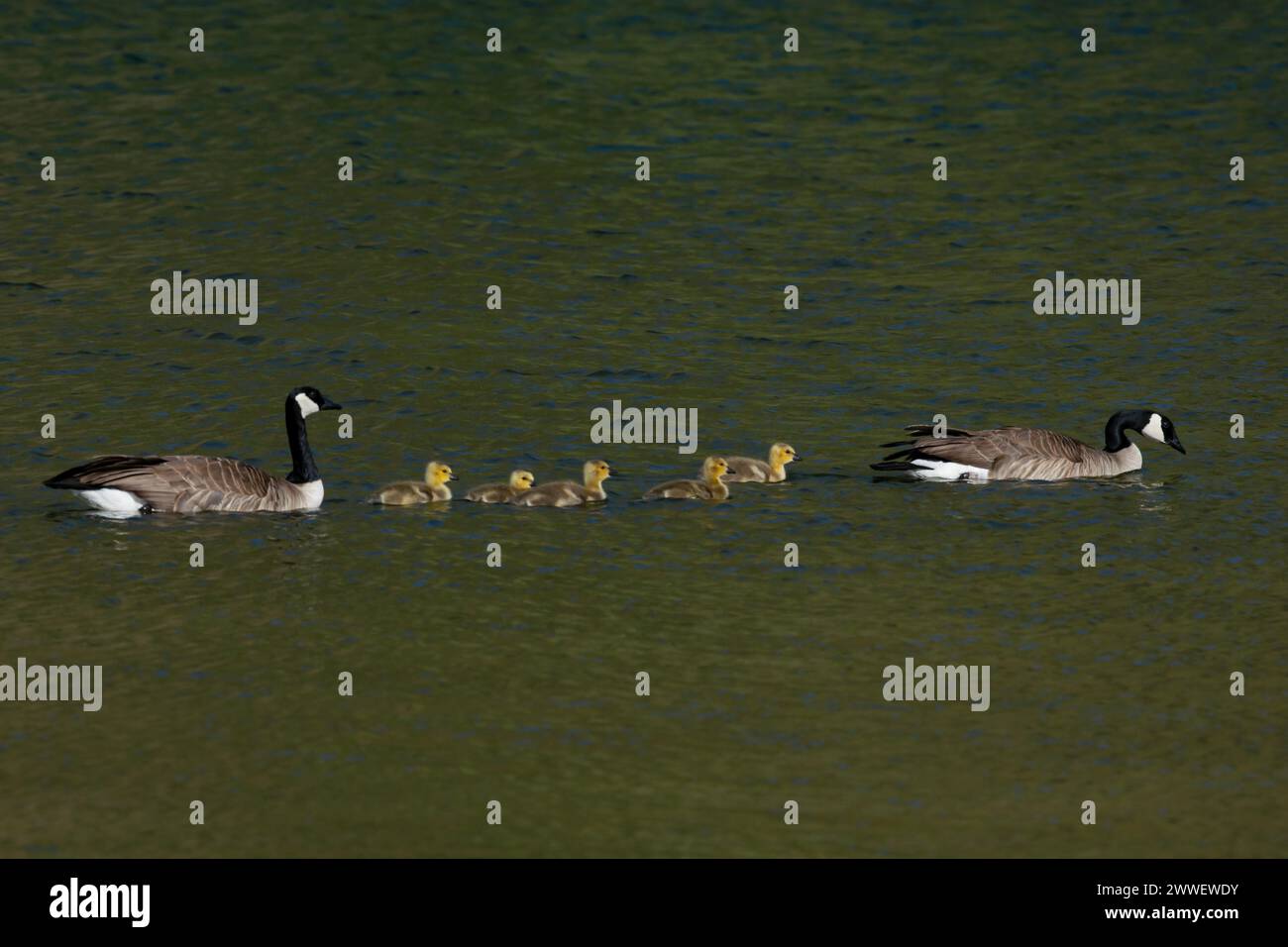 Canada Goose Familie im Lucky Peak State Park, Idaho. Stockfoto