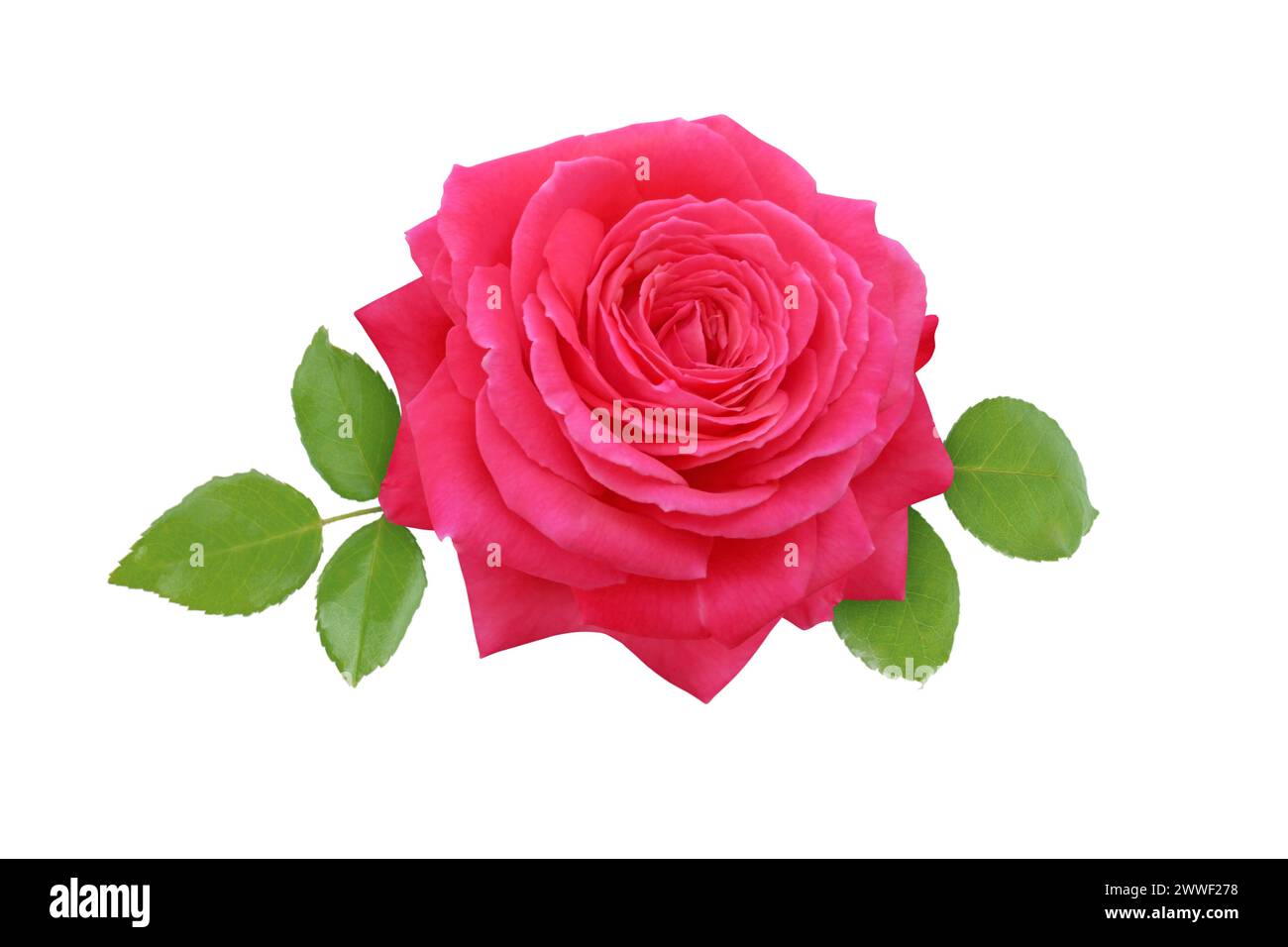 Rote Rosenblüte und Blätter isoliert auf weiß. Elegante Hybrid-Tee-Rose-Blüte aus Korallen. Klassische kirschrote Blüte. Stockfoto