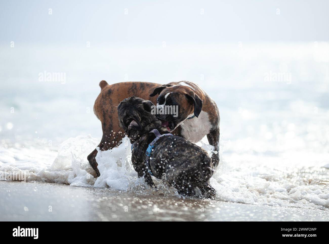 Zwei Haushunde kämpfen oder spielen im Wather am Strand Stockfoto