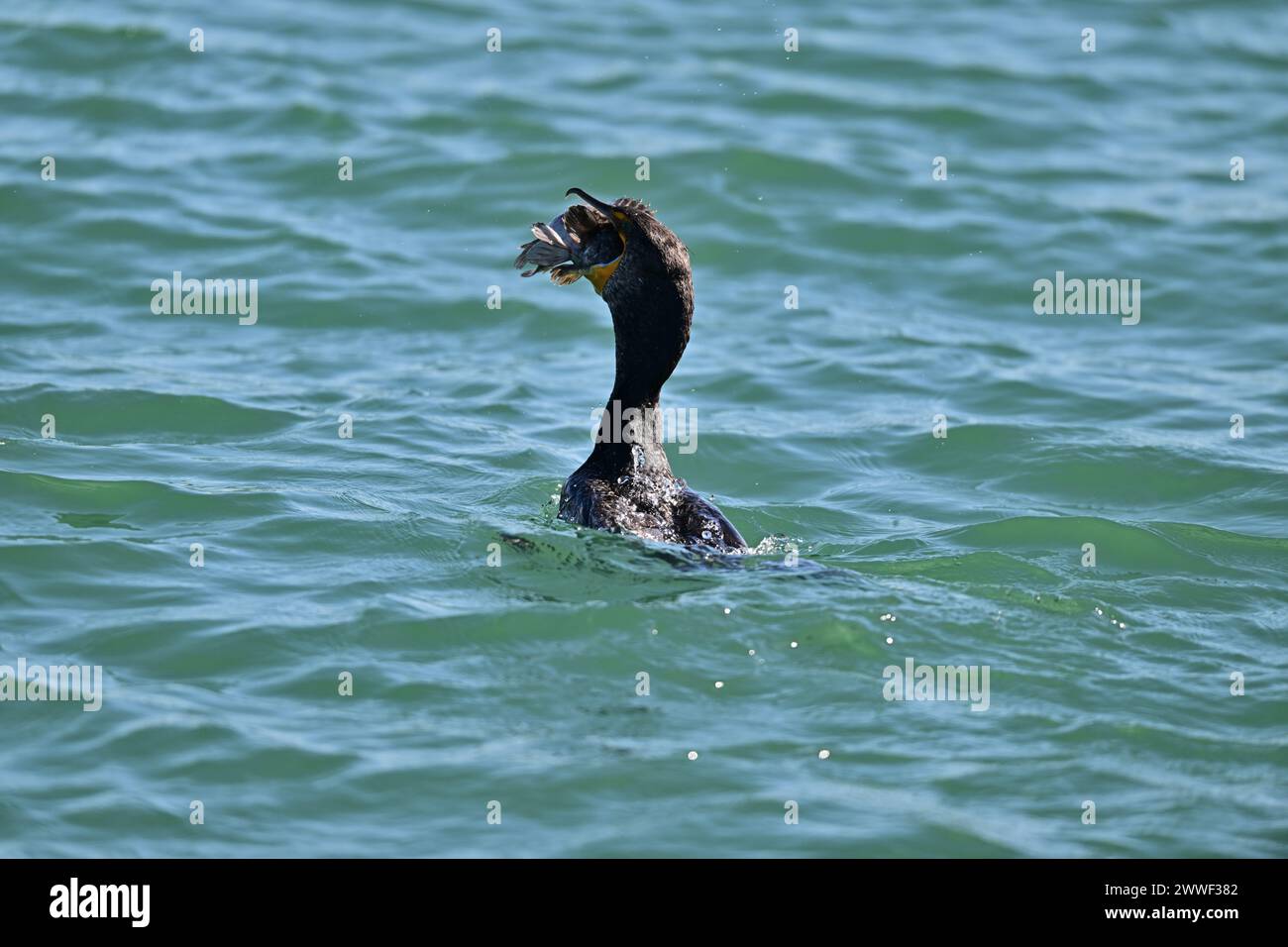 Doppelwandiger Kormoran, der einen riesigen Fisch verschlingt - Moos Landing, CA Stockfoto