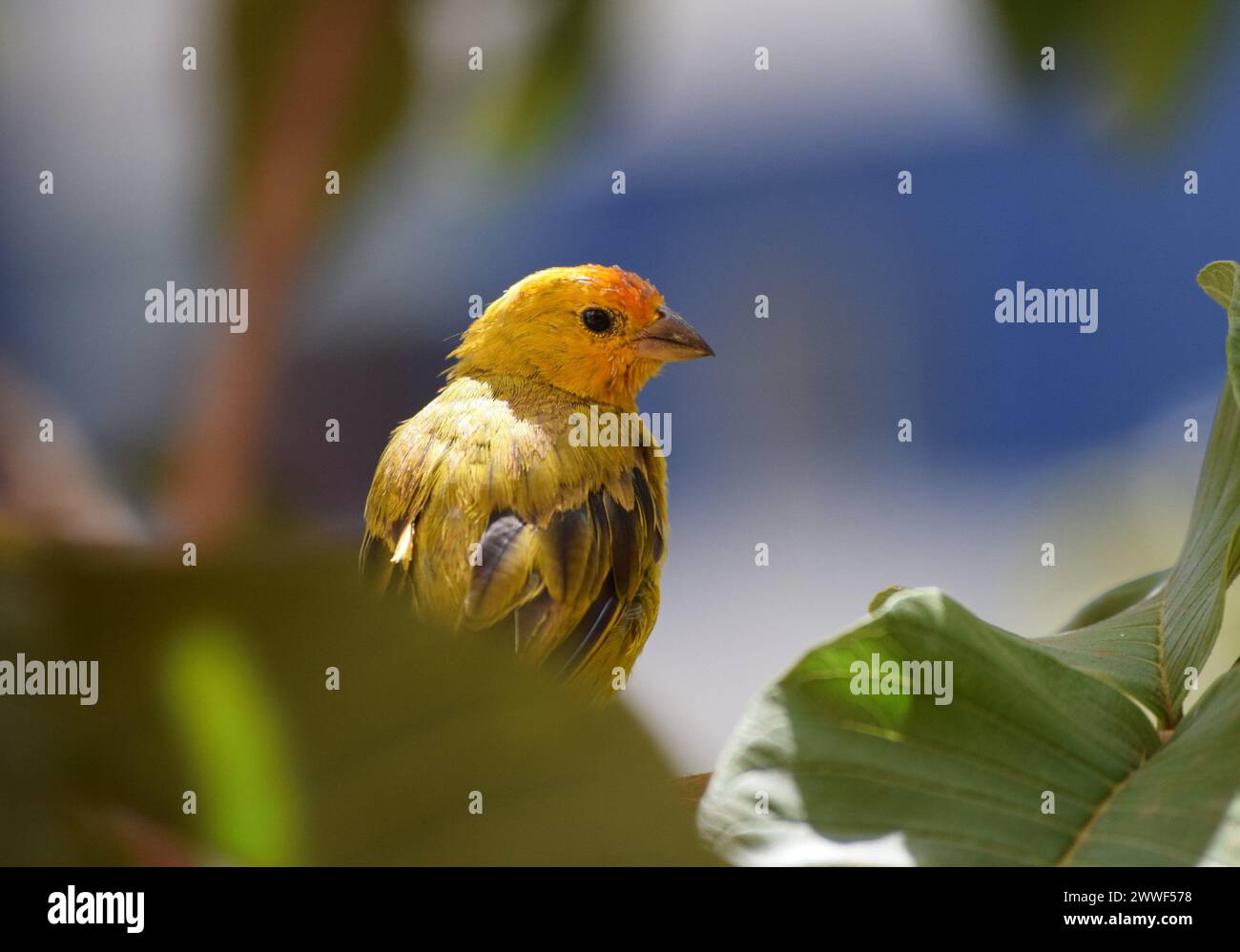 Canarinhos (Sicalis flaveola) Stockfoto