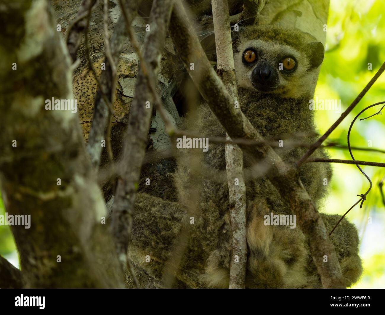 Westlicher Wolllemur, Avahi occidentalis, Ankarafantsika Nationalpark, Madagaskar Stockfoto