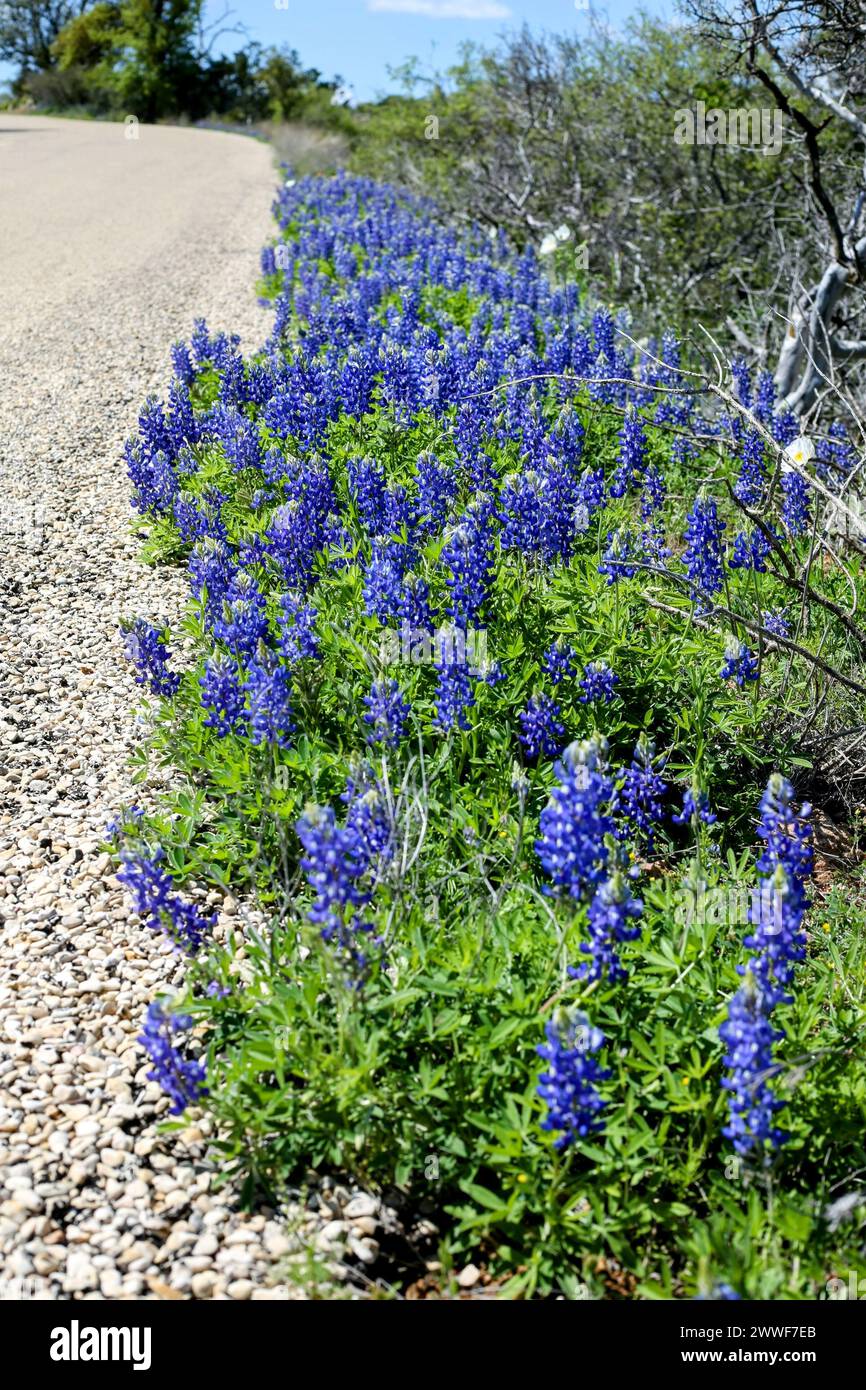 Bluebonnets entlang der Willow City Loop im Texas Hill Country Stockfoto