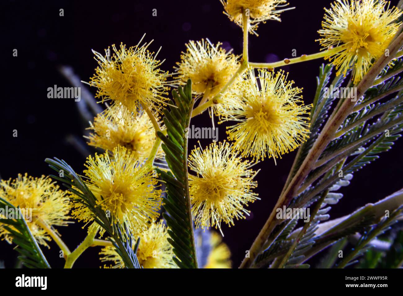 Die gelben Blüten der Mimosa. Goldene Blüten der Akazia delbata. Postkarte zu Ostern. Festliche Frühlingskarte mit goldenen Mimosa-Blüten. Stockfoto