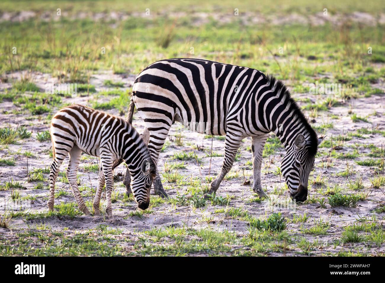 Mutter- und Kalbzebra in Botswana, Afrika Stockfoto