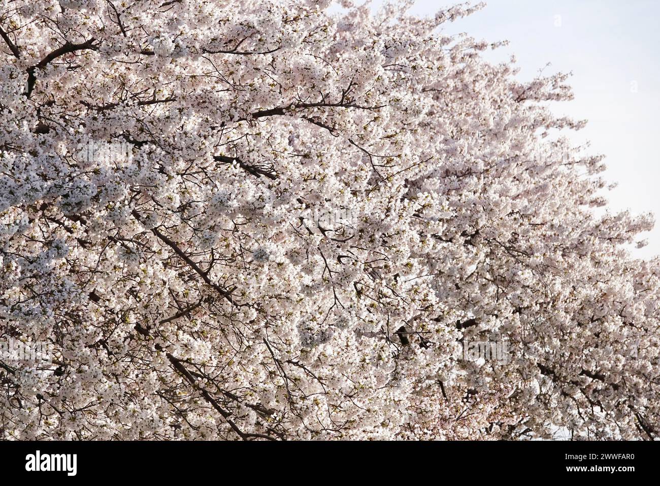 Baumblüte, März, Deutschland Stockfoto