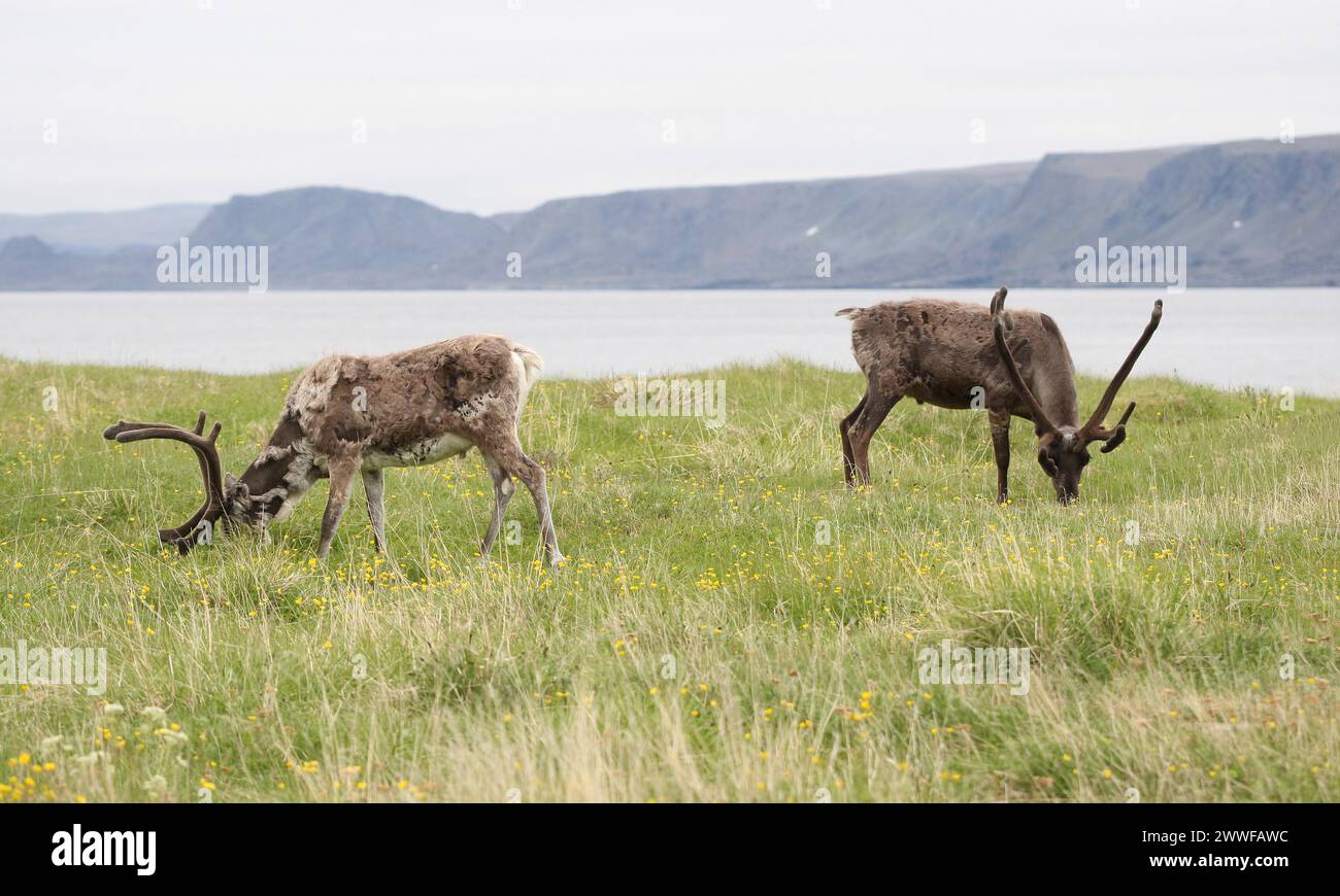 Rentiere (Rangifer tarandus), die an den Ufern der Barentssee, Lappland, Norwegen, Skandinavien weiden Stockfoto