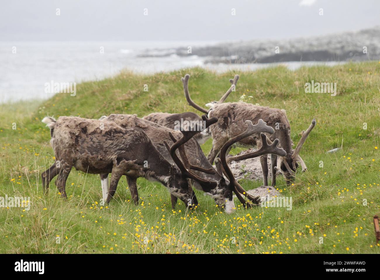 Rentiere (Rangifer tarandus), die an den Ufern der Barentssee, Lappland, Norwegen, Skandinavien weiden Stockfoto