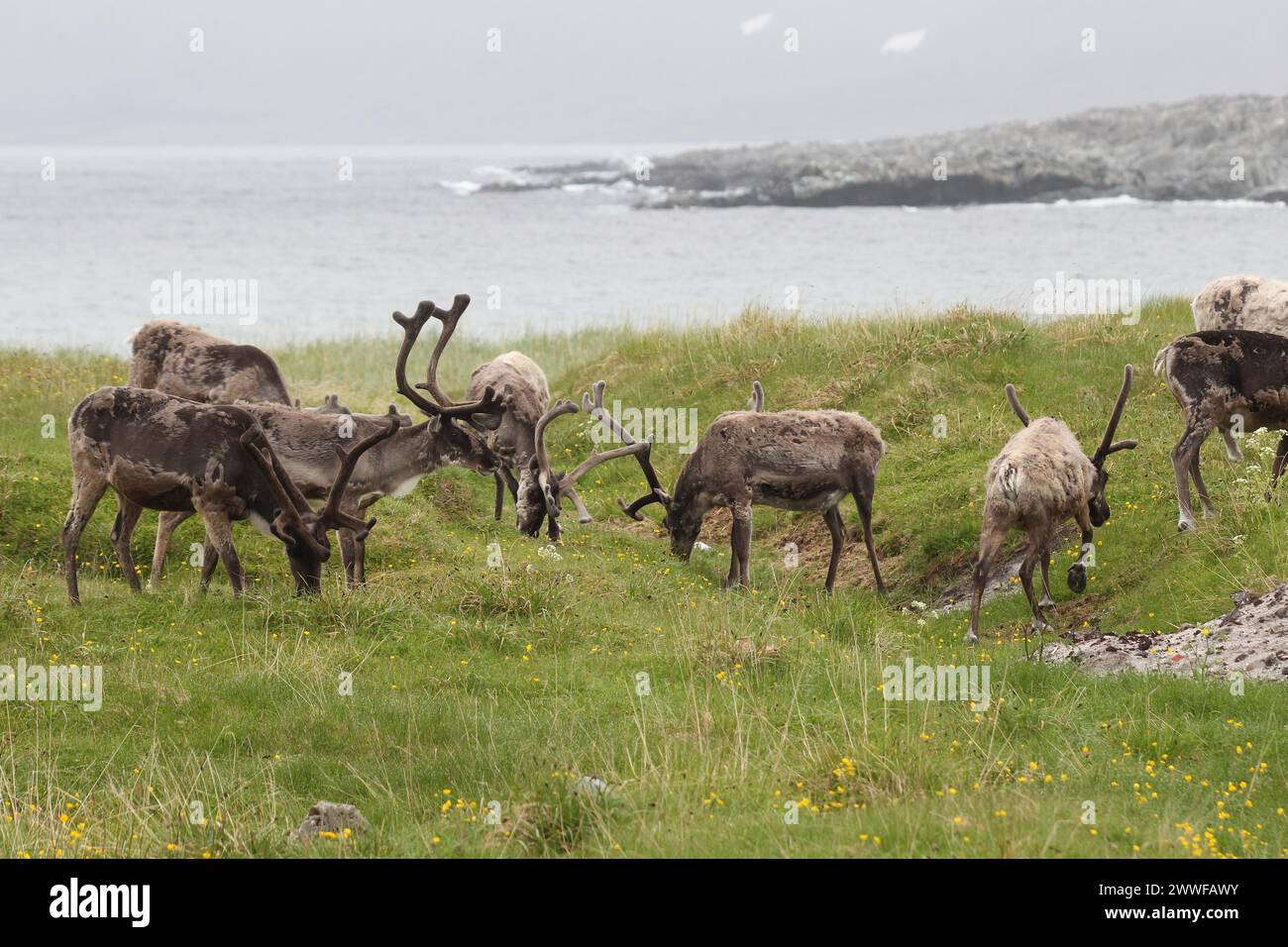 Rentiere (Rangifer tarandus), die an den Ufern der Barentssee, Lappland, Norwegen, Skandinavien weiden Stockfoto