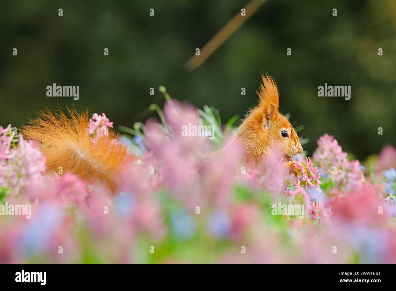 Eurasisches Rotes Eichhörnchen (Sciurus vulgaris) auf einer Blumenwiese, Hessen, Deutschland Stockfoto