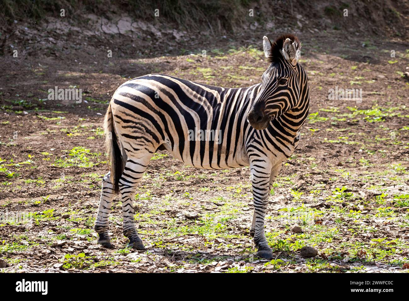 Porträt eines Zebras in Botswana, Afrika Stockfoto