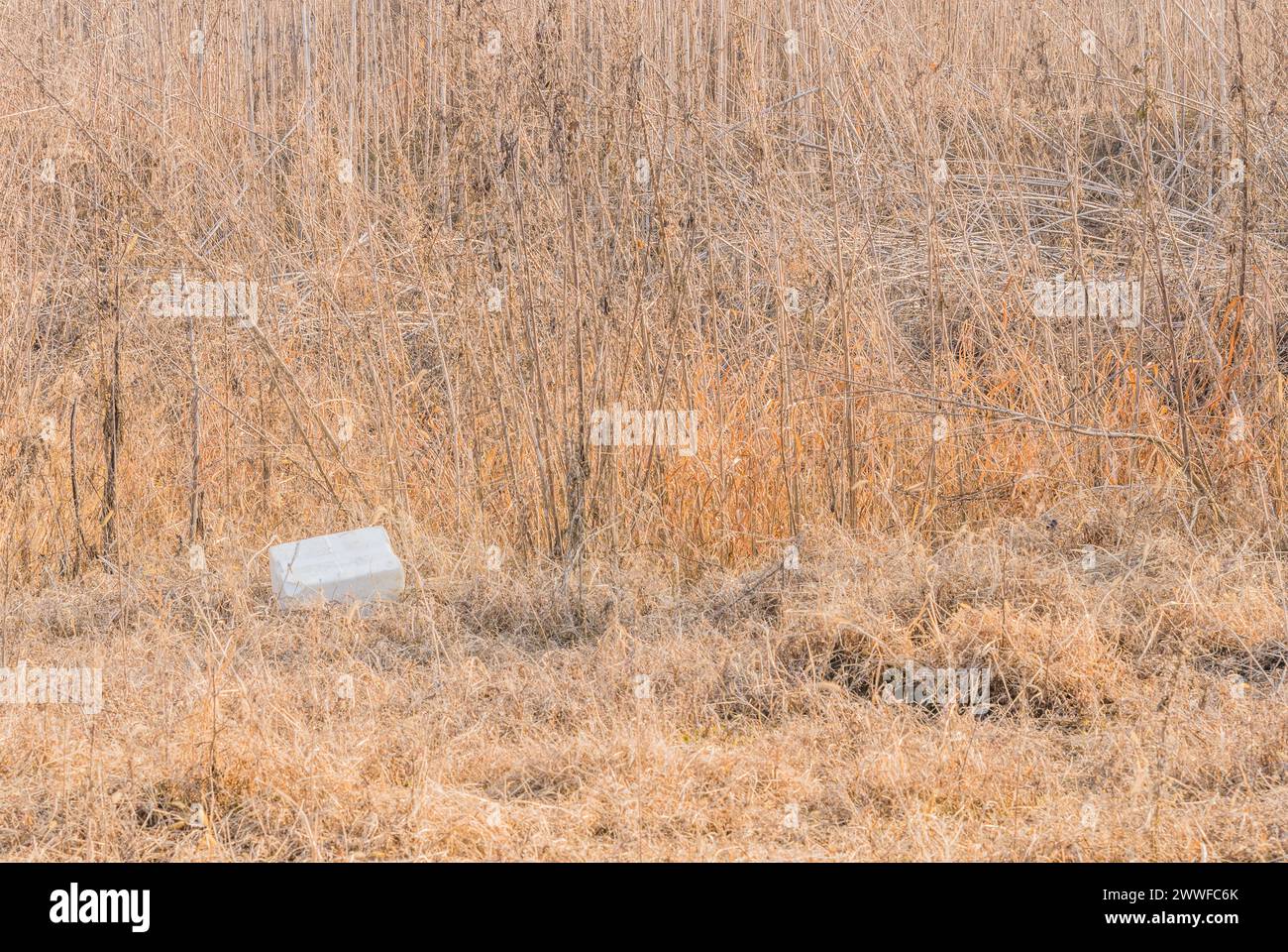 Eine Styroporkontaine, die auf einem Feld mit trockener Vegetation entsorgt wird, veranschaulicht ein Verschmutzungsproblem in Südkorea Stockfoto