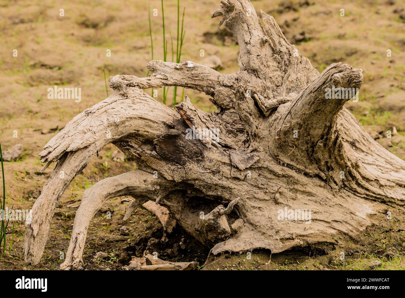 Nahaufnahme eines alten Treibholzes an einem Sandstrand mit dünnem grünem Gras in Südkorea Stockfoto