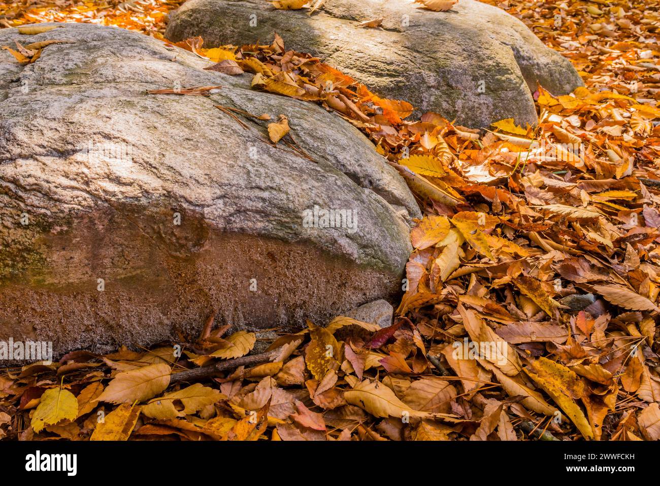 Mehrere Felsen, bedeckt mit einer Schicht brauner und oranger Herbstblätter, in Südkorea Stockfoto