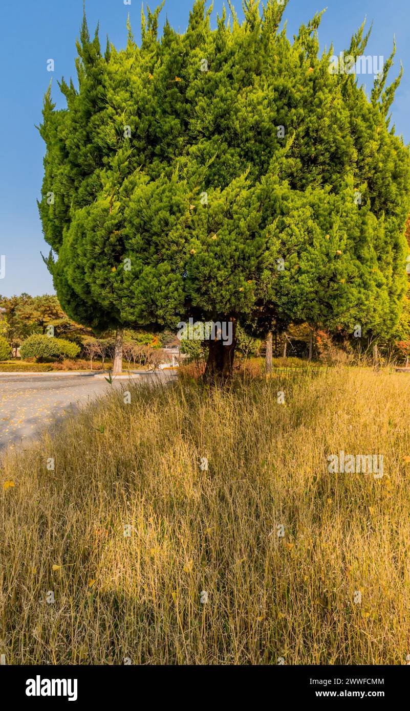 Ein üppig grüner Baum hebt sich von dem umliegenden trockenen Sommergras in Südkorea ab Stockfoto