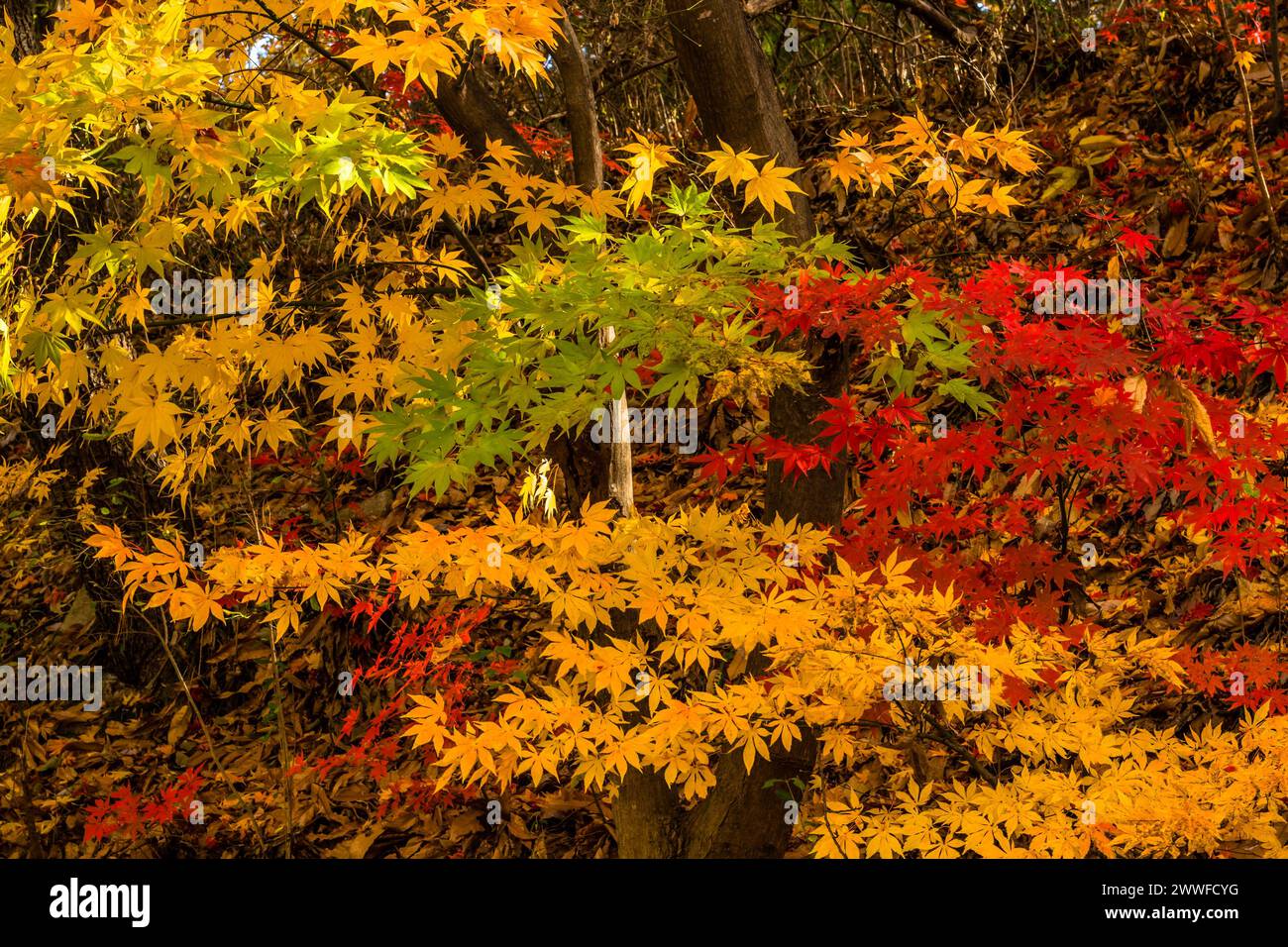 Sonnendurchflutete gelbe Ahornblätter in einer herbstlichen Waldlandschaft in Südkorea Stockfoto