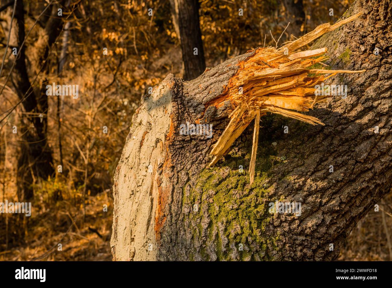 Splitterholz eines gebrochenen Baumes mit Moos, das Anzeichen natürlicher Schäden zeigt, in Südkorea Stockfoto