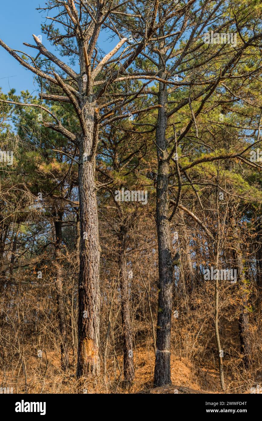 Hohe Kiefern stehen über einem Teppich aus trockenen Herbstblättern in Südkorea Stockfoto