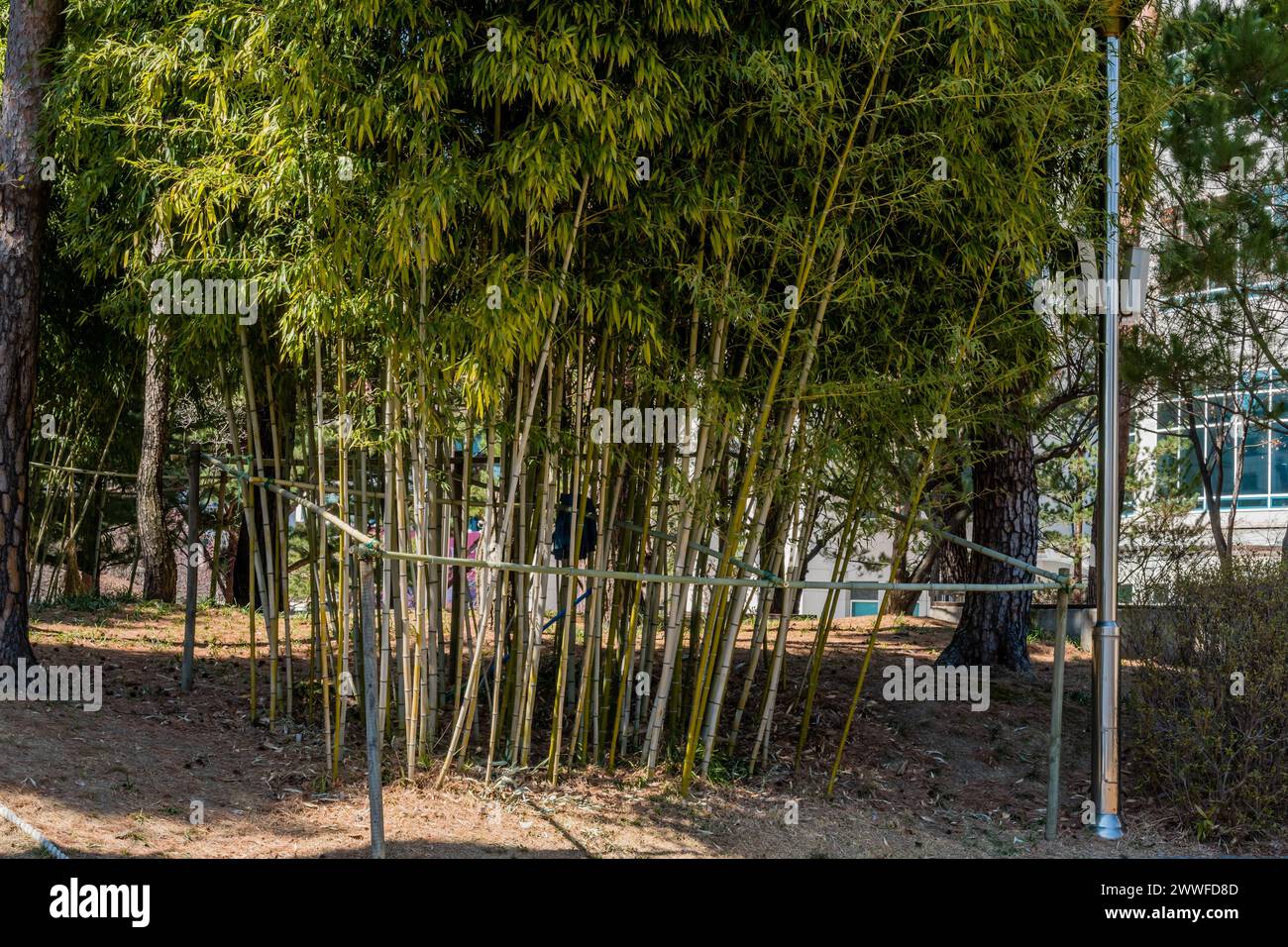 Grüne Bambuspflanzen mit Holzpfählen in einer natürlichen Waldlandschaft in Südkorea Stockfoto
