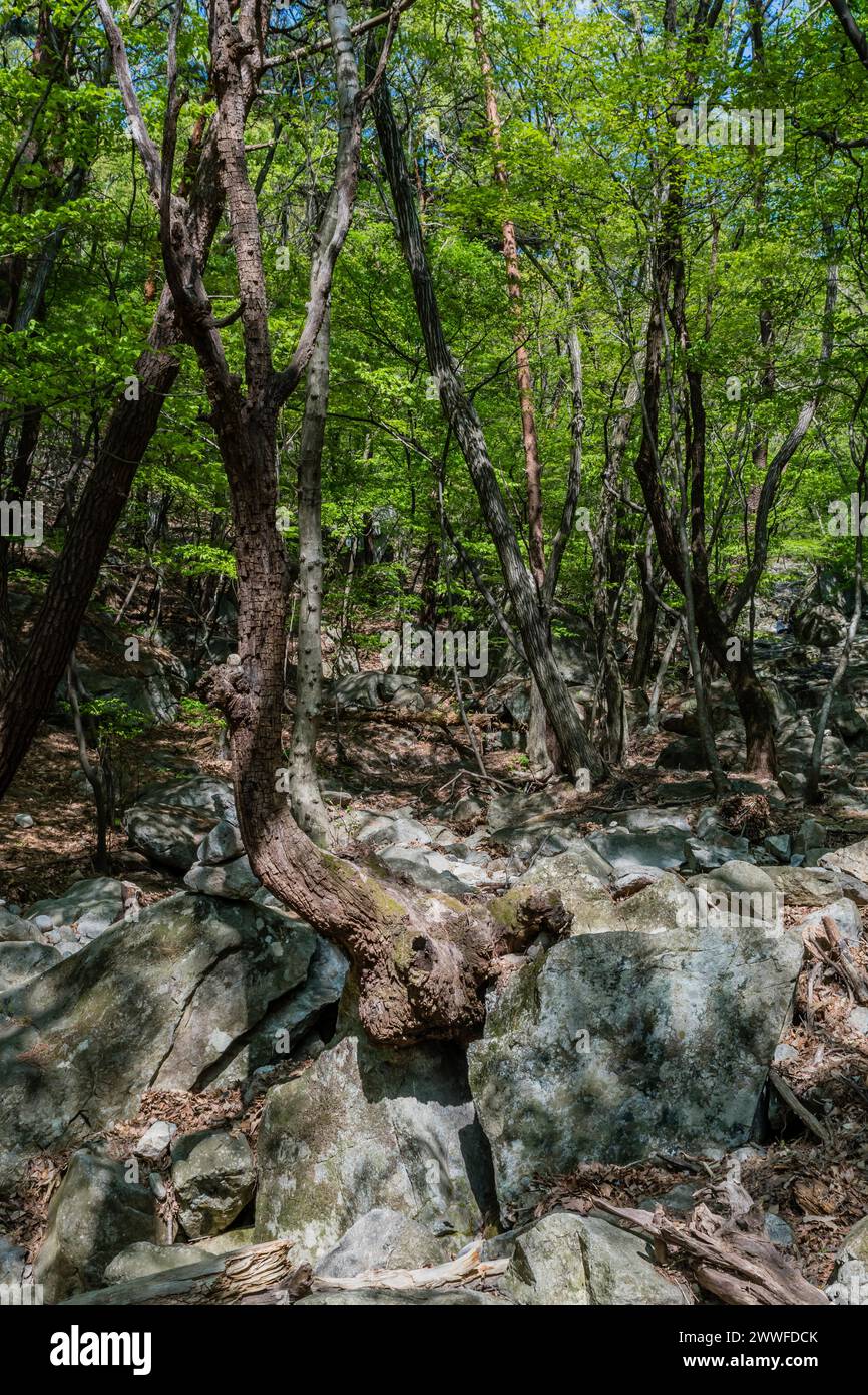Eine Waldszene mit verdrehten Bäumen und großen Felsbrocken, die ein raues Gelände schaffen, in Südkorea Stockfoto