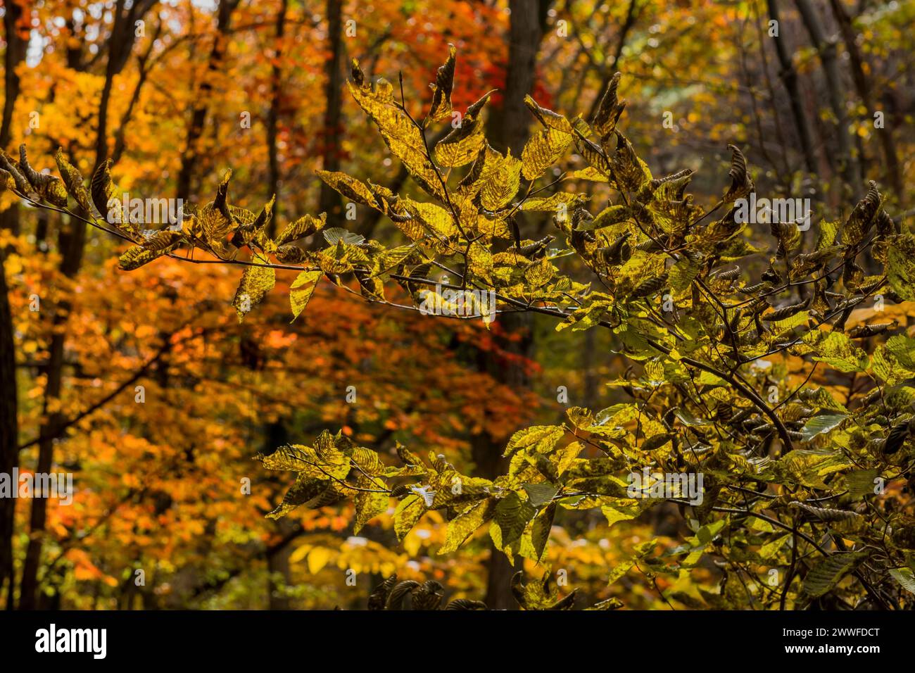 Herbstfarben in einem Wald mit einer Mischung aus grünen, gelben und orangen Blättern, in Südkorea Stockfoto