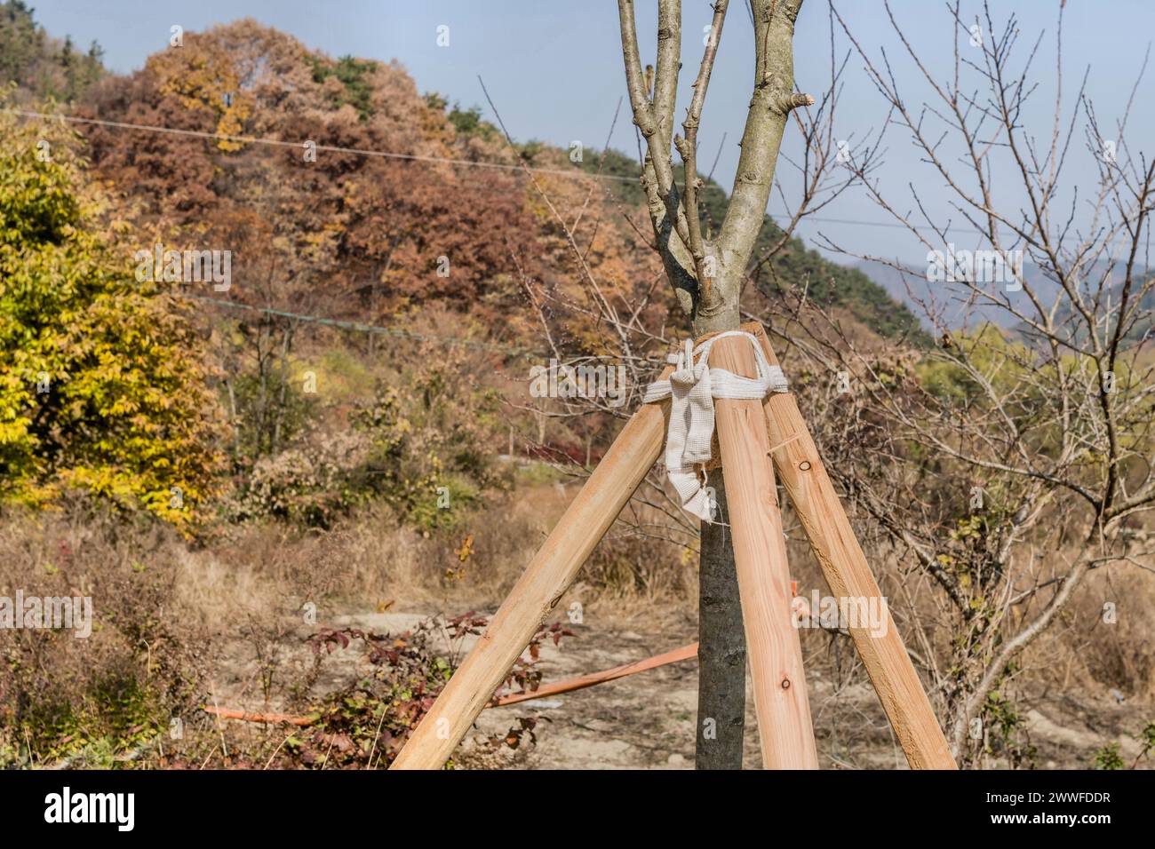 Ein junger Baum mit Holzstützen in einer herbstlichen Umgebung mit kargem Laub, in Südkorea Stockfoto