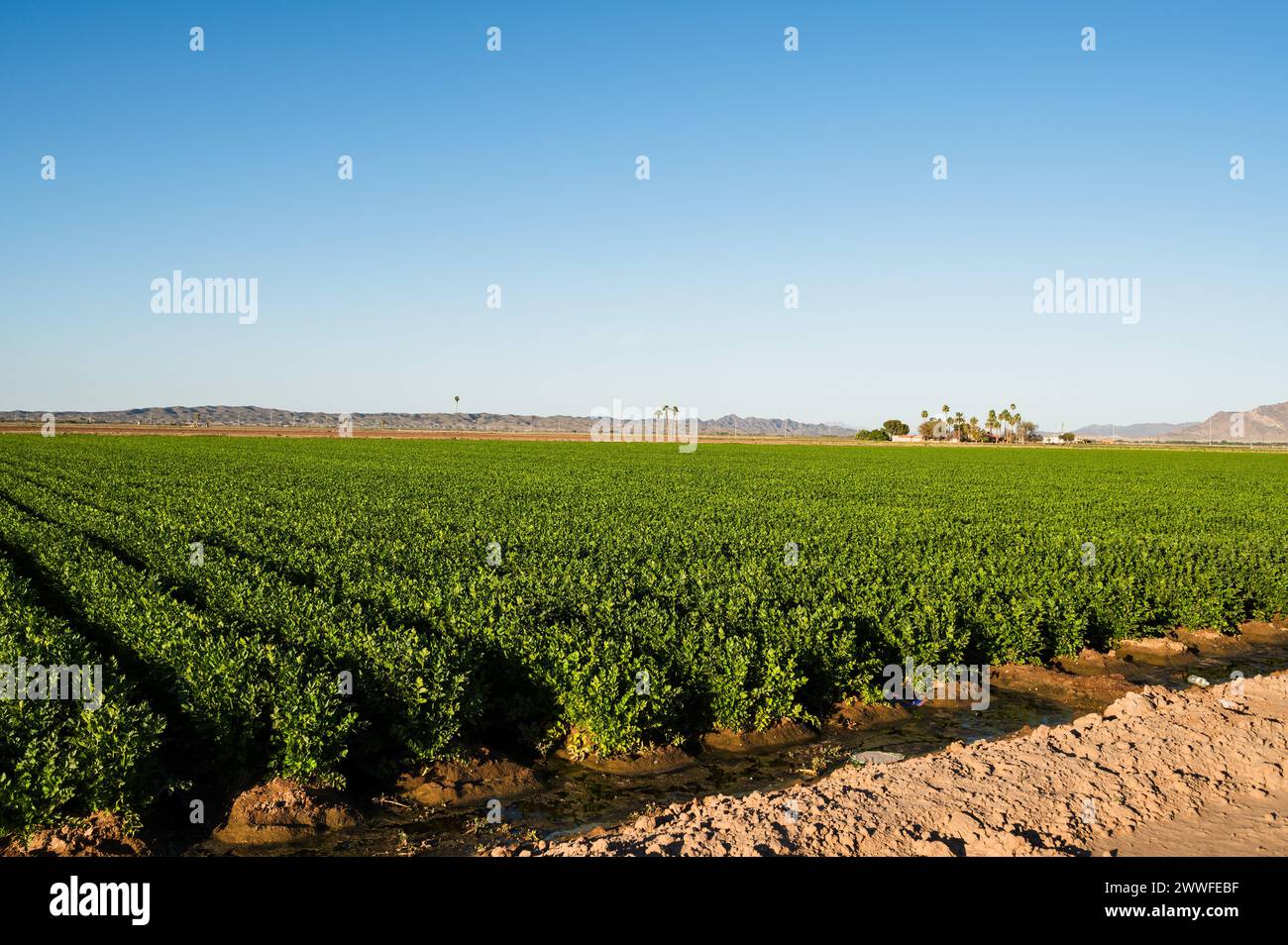 Farmfelder außerhalb von Yuma Arizona, USA. Stockfoto