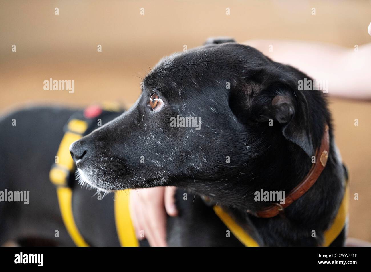 Haushund (Canis Lupus familiaris), schwarz, weiblich, älter, grauer Maul, braune Augen, vorsichtig umarmt von einem Kind, Tierhund, mit Stockfoto