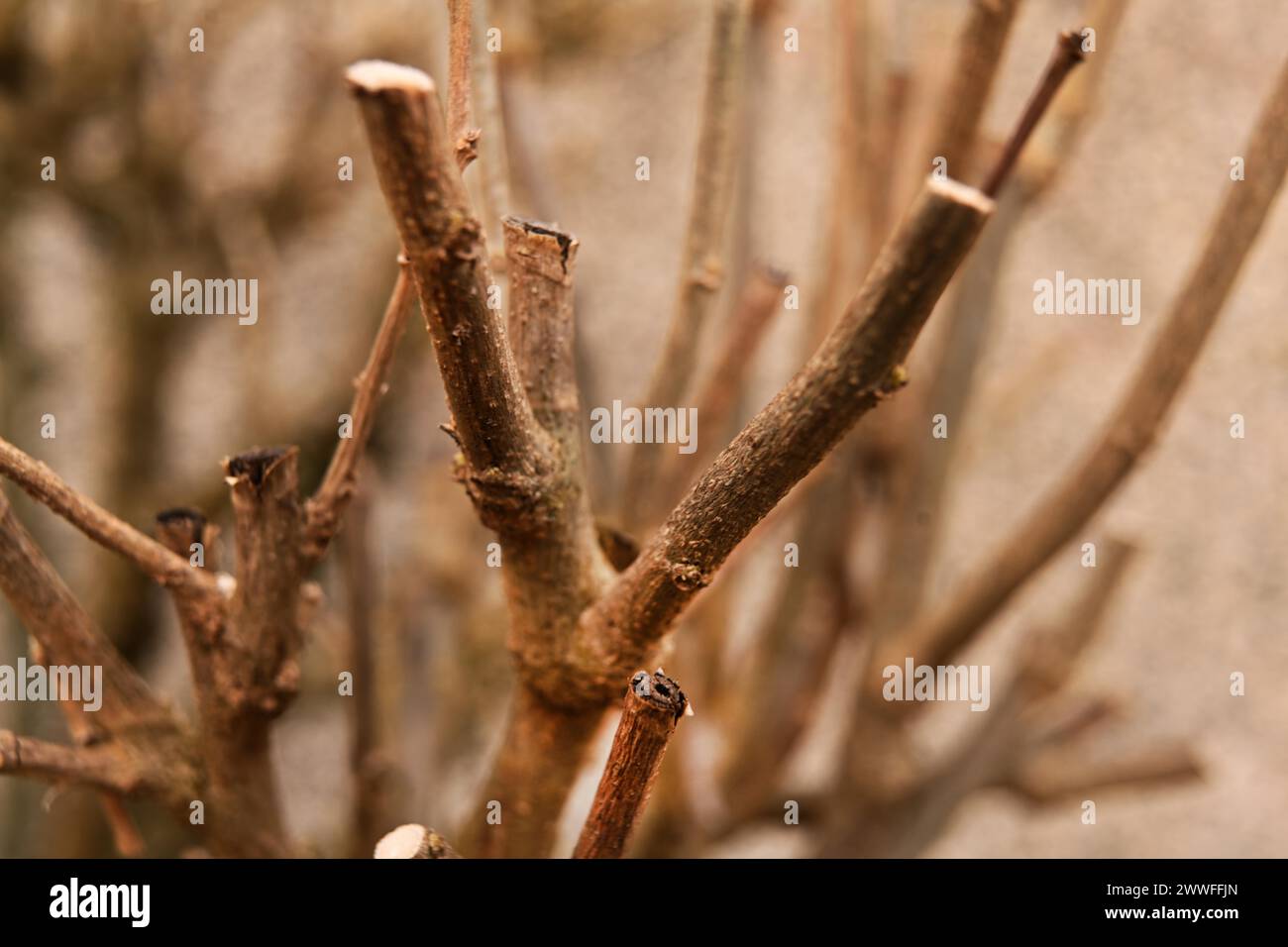 Iserlohn. Dank des Klimawandels ist der frühe Frühling früher gekommen als sonst. Die blühenden Pflanzen in den Vorgärten zeigen bereits ihre Stockfoto