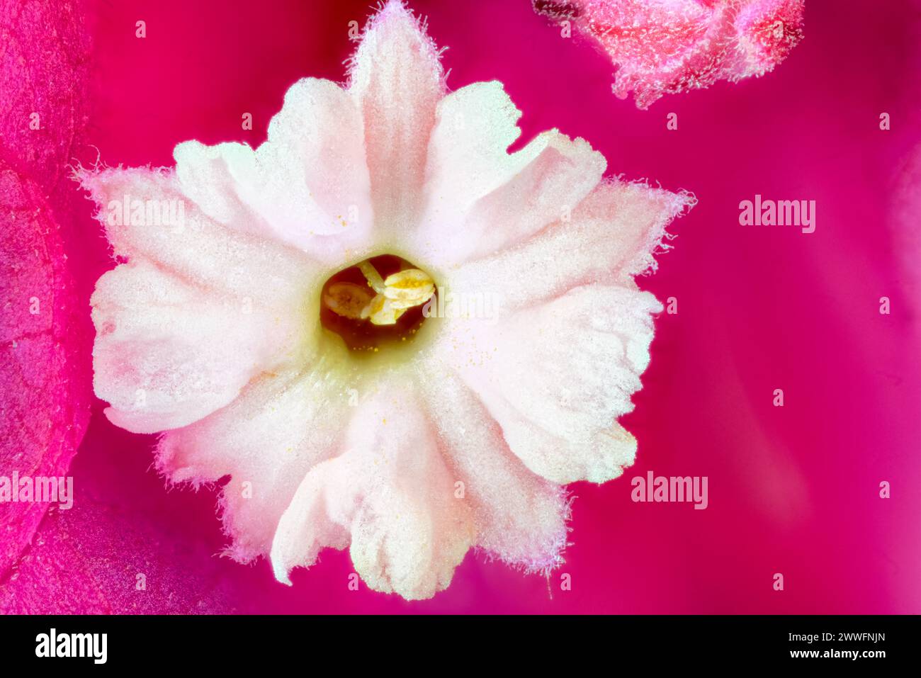 Weiße Bougainvillea-Blume mit rosa, roten Brakts, Extreme Macro, Nahaufnahme. Stockfoto