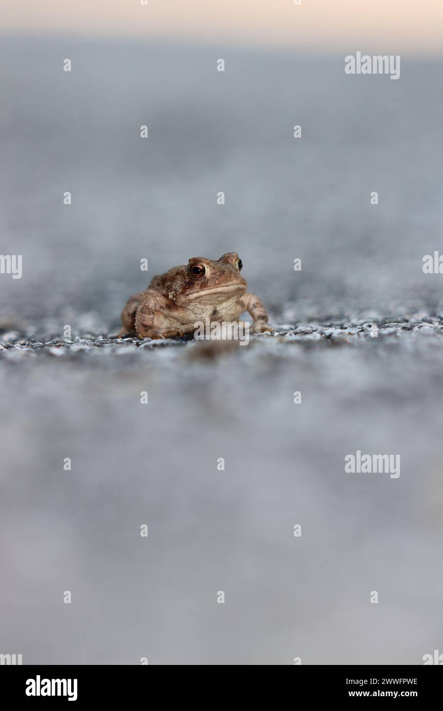 Porträt einer Kröte, die auf dem Bürgersteig sitzt Stockfoto