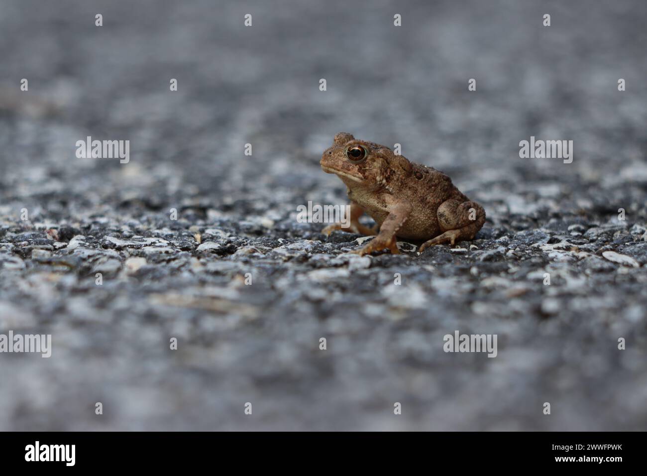 Profil einer Kröte, die auf dem Bürgersteig sitzt Stockfoto